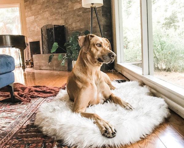 Cozycanine Plush Dog Bed - Luxurious Orthopedic Bed for Restful Sleep-4