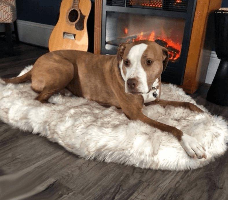 Cozycanine Plush Dog Bed - Luxurious Orthopedic Bed for Restful Sleep-2