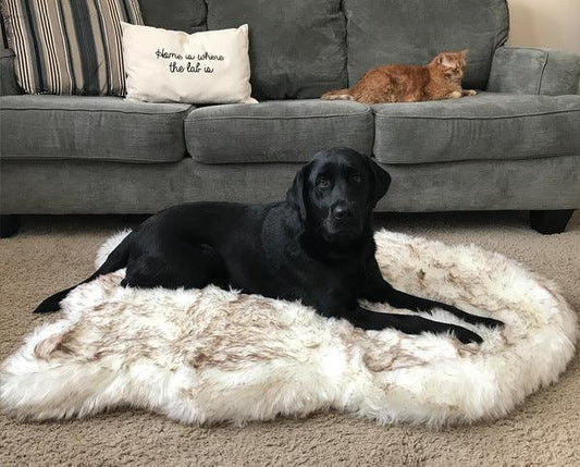 Cozycanine Plush Dog Bed - Luxurious Orthopedic Bed for Restful Sleep-0